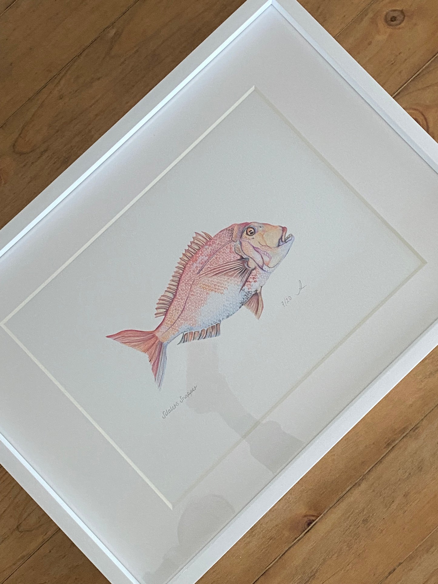 Sclaters Snapper