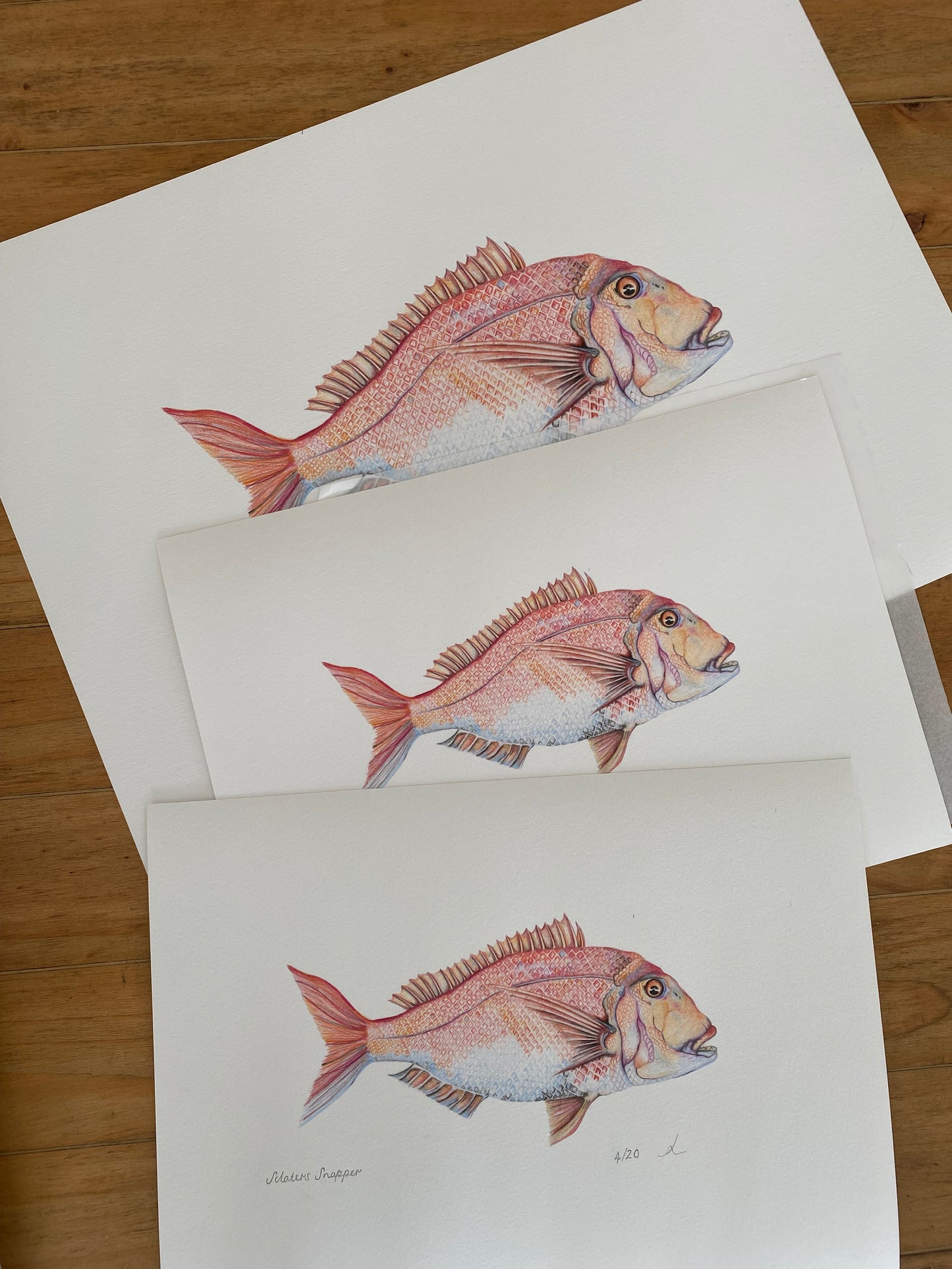 Sclaters Snapper