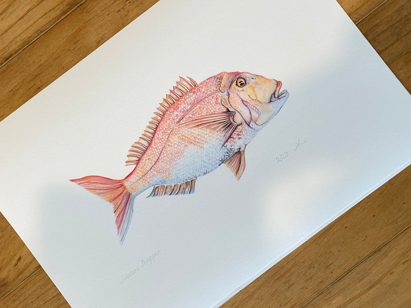 Sclaters Snapper