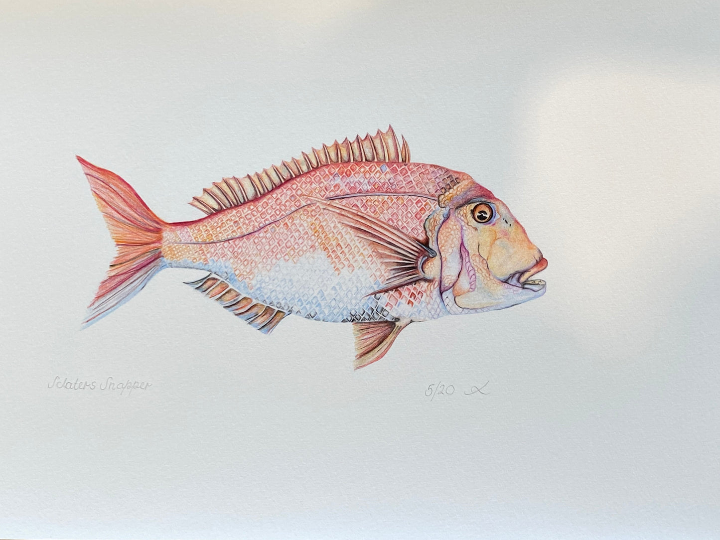 Sclaters Snapper