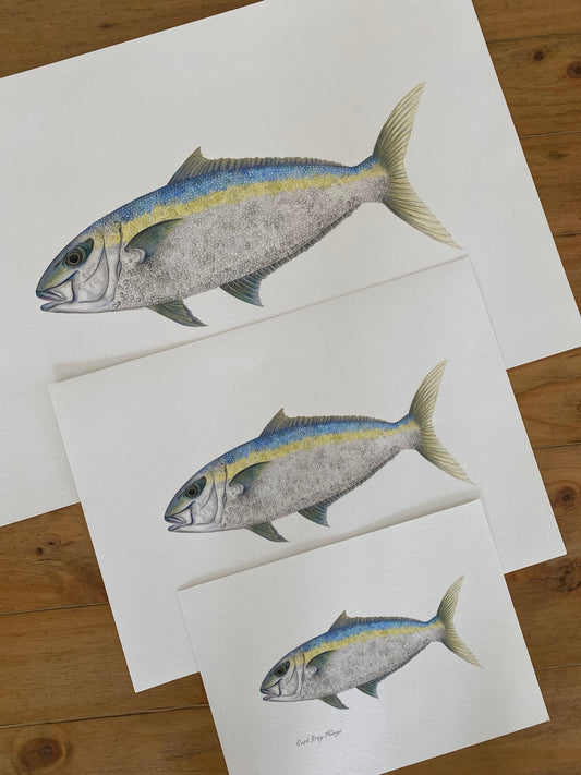Earl Grey Kingi